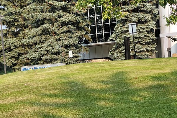Beautiful green grass in front of Alberta Building