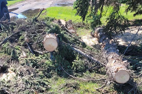 Two fallen trees waiting to be cleared